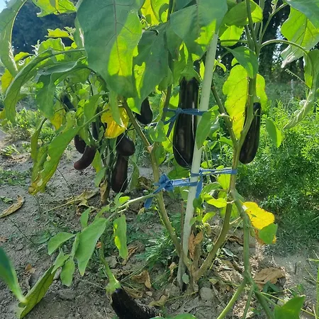 La Maison De Maitre Potager Dom wakacyjny *